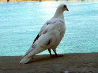 pigeon