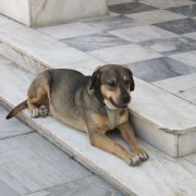 dogs