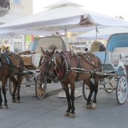 horses
