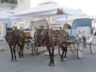horse-drawn carriages